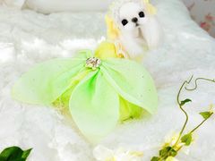 -萌宠之家·腊肠犬·马尔泰·小体犬舍