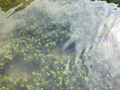 -靖西鹅泉风景区