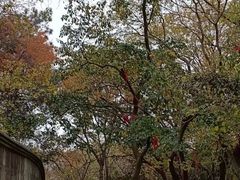 -宝通禅寺