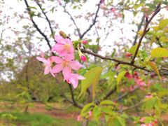 -天适樱花悠乐园