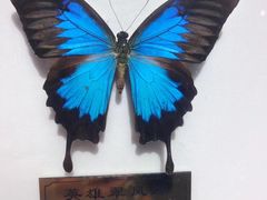 -上海昆虫博物馆