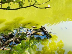 -深圳仙湖植物园
