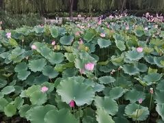 -莲花池公园