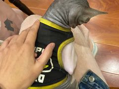 -猫小院猫主题咖啡厅(北锣店)