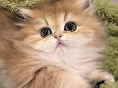 -momokira米努特·德文卷毛猫·棉花面纱犬
