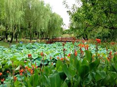 -荷花公园