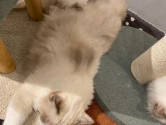 -有猫咖啡umeow coffee