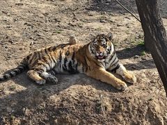 -石家庄市动物园