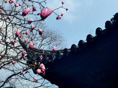 -枫桥夜泊