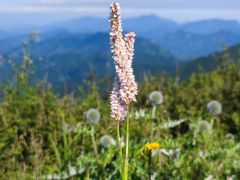 -白草畔自然风景区