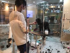 -momokira米努特·德文卷毛猫·棉花面纱犬