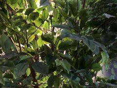 -同仁四季椰子鸡(无锡滨湖万象汇店)
