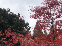 -上海滨江森林公园