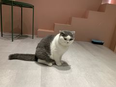 -猫儿山۰猫主题餐厅