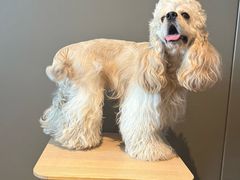 -天宠宠物医院24小时·急重症诊疗中心·全科·腔镜特色(和平分院)