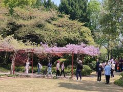 -嘉定紫藤园