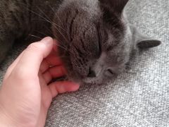 -lincat·猫舍(广州店)