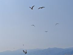 -哈素海