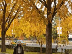 -三里屯东五街银杏大道
