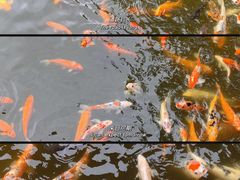 -广东圆玄道观