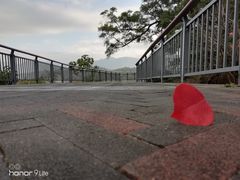 -金鸡山公园