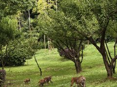 -苏州上方山国家森林公园