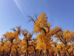-金塔沙漠胡杨林景区