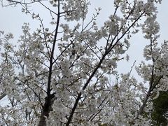 -高东镇樱花园