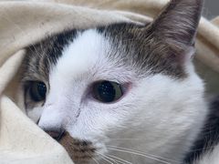 -安安宠医宠物医院·异宠·犬猫内科(岳阳分院)