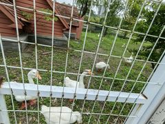 -同济大学(嘉定校区)