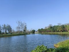 -合肥滨湖国家森林公园