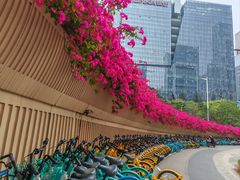 -深圳国际园林花卉博览园