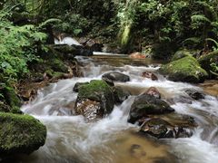 -莫里热带雨林景区