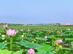 -天津东丽湖风景区