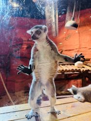 -Zoolung Zoolung动物主题公园(海信广场店)