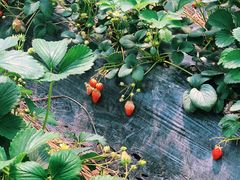 -青浦采草莓天天草莓园