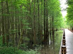 -桤木河湿地公园