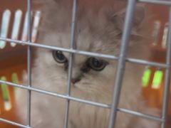 -佳雯宠物医院·皮肤科·内外科(春晓路分院)