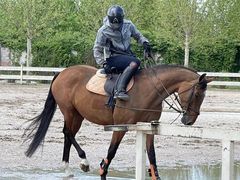-北京群众马术培训基地