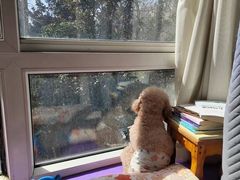 -pd派德宠物中心医院24H急重症·眼科中心·血液透析中心(嵩山北路店)