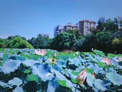 -金山公园