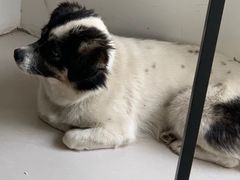 -平行世界·猫咖(首经贸店)