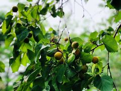 -阳台山自然风景区
