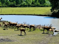 -溱湖国家湿地公园