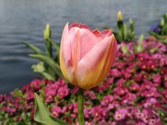 -莫愁湖公园