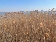 -上海吴淞炮台湾国家湿地公园