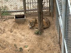 -青藏高原野生动物园