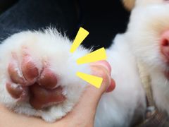 -安安宠医宠物医院·异宠·犬猫内科(岳阳分院)