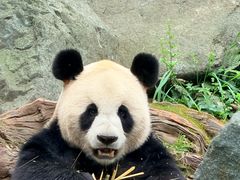 -都江堰中华大熊猫苑