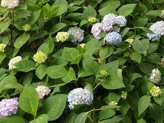 -合肥滨湖国家森林公园